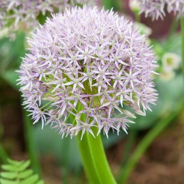 Allium Round and Purple - Sierui