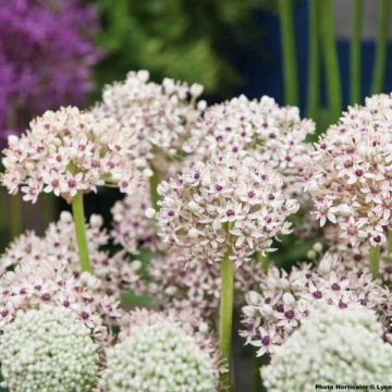 Allium multibulbosum Silver Spring - Zwarte look