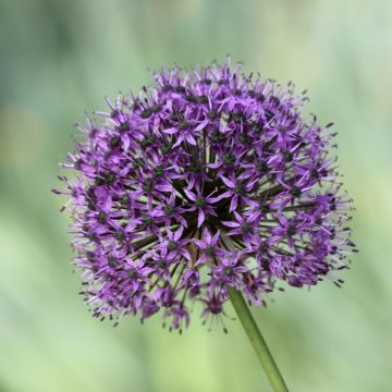 Allium Statos - Sierui