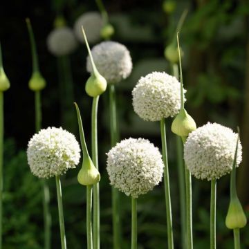 Allium ampeloprasum White Cloud - Olifantenlook