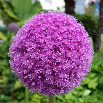 Allium Lucy Ball - Sierui
