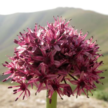 Allium aschersonianum - Sierui