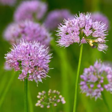 Allium carolinianum Rosy Dream - Sierui