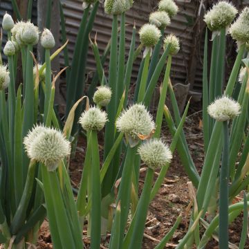 Stengelui - Allium fistulosum