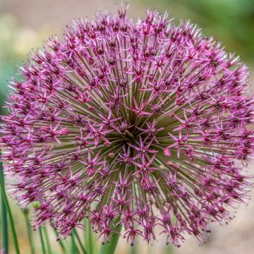 Allium karataviense Red Giant - Puinlook