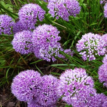 Allium Little Sapphire - Sierui