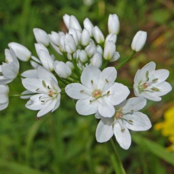 Allium neapolitanum - Bruidsuitje