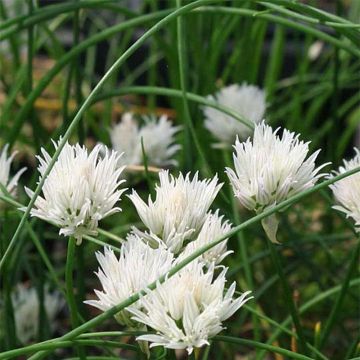 Allium schoenoprasum Corsican White - Bieslook