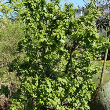 Alnus incana Monstrosa - Witte els