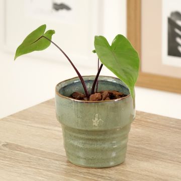 Alocasia macrorrhizos Violacea Black Stem - Olifantsoor