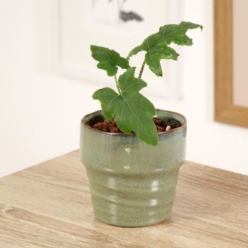 Alocasia brancifolia - Olifantsoor