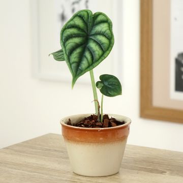 Alocasia Dragon Scale - Olifantsoor