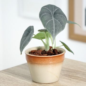Alocasia Maharani - Olifantsoor