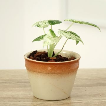 Alocasia odora Batik - Olifantsoor