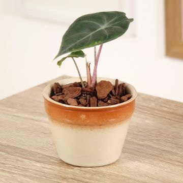 Alocasia Pink Dragon - Olifantsoor