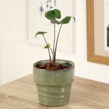 Alocasia Stingray - Olifantsoor