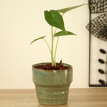 Alocasia Sumo - Olifantsoor