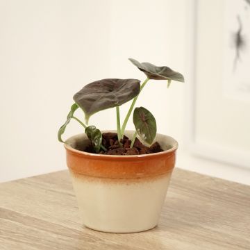 Alocasia azlanii - Olifantsoor