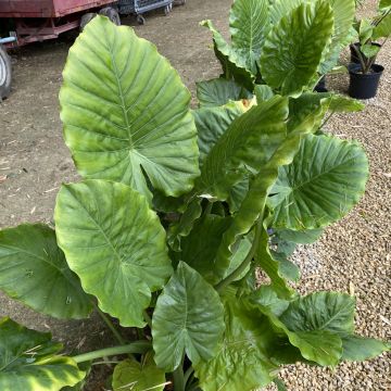 Alocasia odora - Olifantsoor