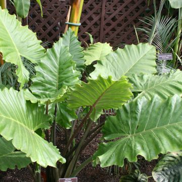 Alocasia wentii Portodora - Olifantsoor