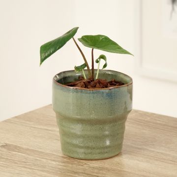 Alocasia scalprum - Olifantsoor