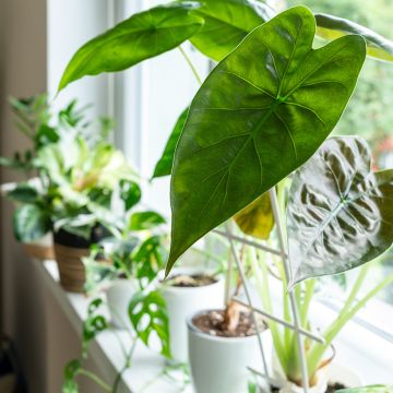 Alocasia wentii - Olifantsoor