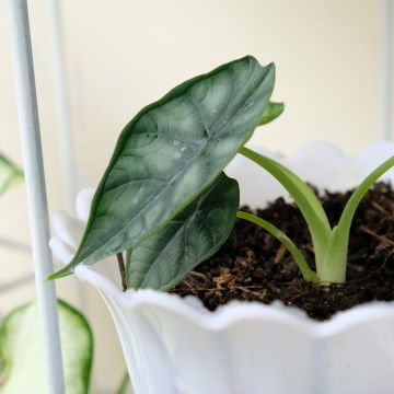Alocasia Deweys Reversa - Olifantsoor