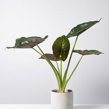 Alocasia Williams hybrid - Olifantsoor