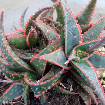 Aloe Christmas Carol - Boomaloë