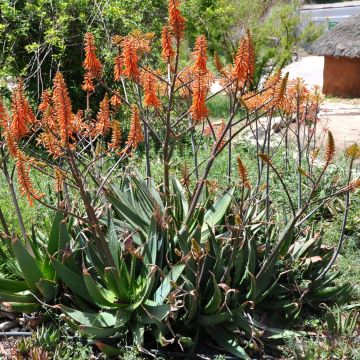 Aloe brevifolia - Kortbladige aloë