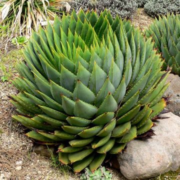Aloe polyphylla - Spiraalaloë