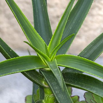 Aloe striatula ArticJungle - Aloëboom