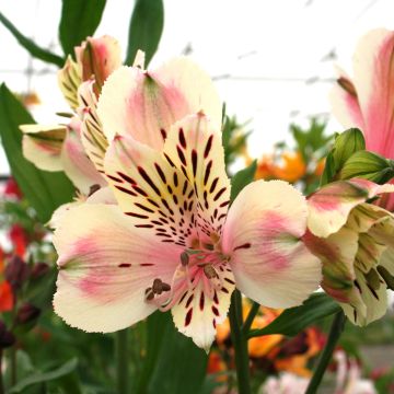Alstroemeria Majestic Breze - Incalelie