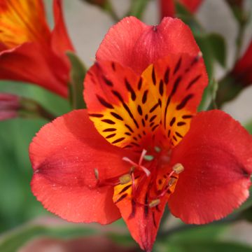 Alstroemeria Majestic Longue - Incalelie