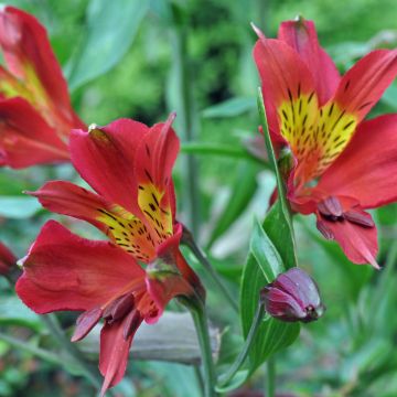 Alstroemeria Inca Adore - Incalelie