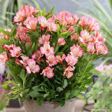 Alstroemeria Pitchounes Charlotte - Incalelie
