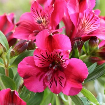Alstroemeria Pitchounes Leonie - Incalelie
