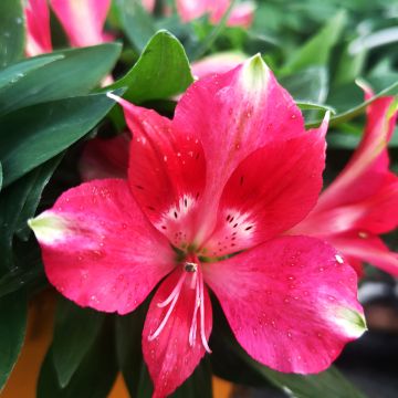 Alstroemeria Pitchounes Lily Rose - Incalelie