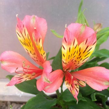 Alstroemeria Inca Avanti - Incalelie