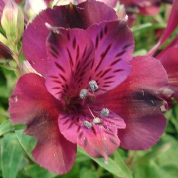 Alstroemeria Inticancha Dark Purple - Incalelie