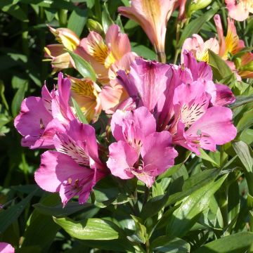 Alstroemeria Garden Summer Saint - Incalelie