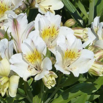 Alstroemeria Garden Summer Sky - Incalelie