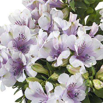 Alstroemeria Inticancha Moon - Incalelie
