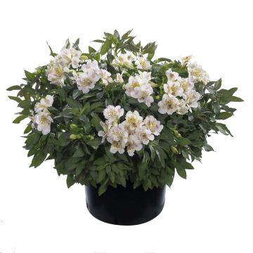 Alstroemeria Summer Paradise Time Valley - Incalelie