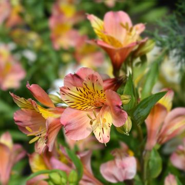 Alstroemeria Majestic Henri - Incalelie