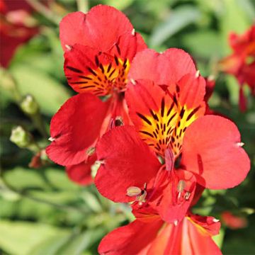 Alstroemeria Mars - Incalelie
