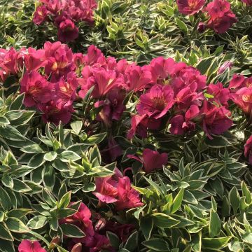 Alstroemeria River Valley - Incalelie