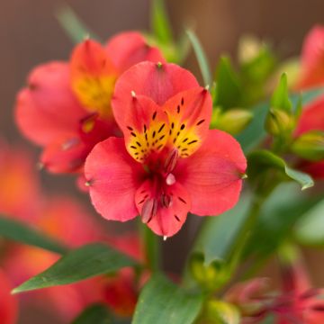 Alstroemeria Summer Paradise Summer Holiday - Incalelie