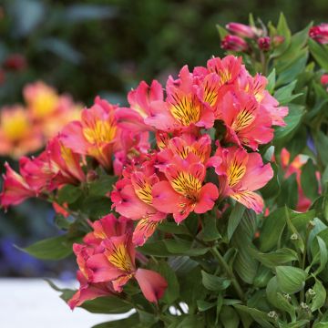 Alstroemeria Valley Girl - Incalelie