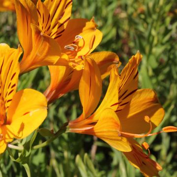 Alstroemeria aurantiaca - Incalelie